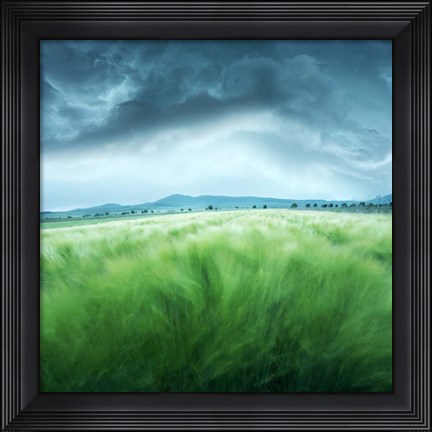 Framed Barley Field Print