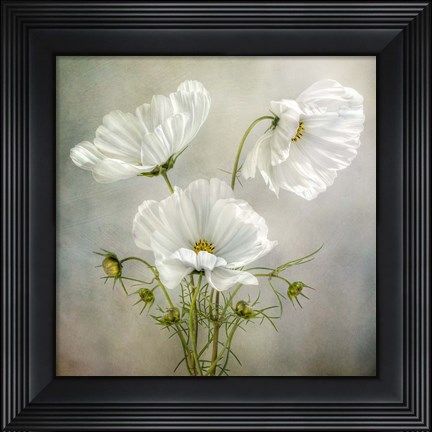 Framed Cosmos Charm Print