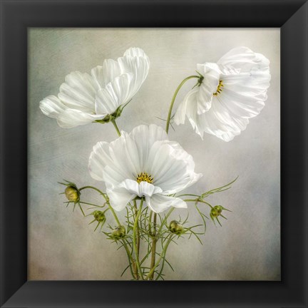 Framed Cosmos Charm Print