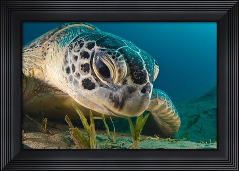 Framed Gaze Print