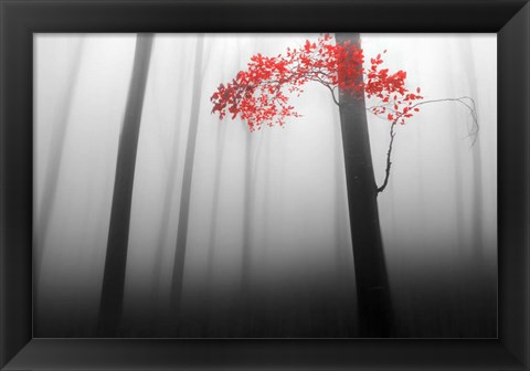 Framed Illusion Print