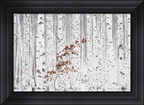 Framed From White Print
