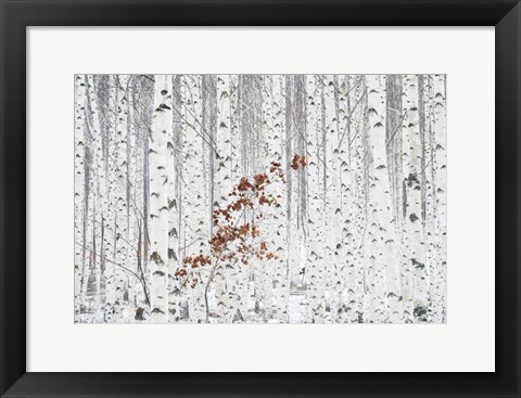 Framed From White Print