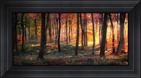 Framed Autumn Woodland Sunrise Print