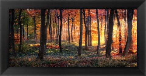 Framed Autumn Woodland Sunrise Print