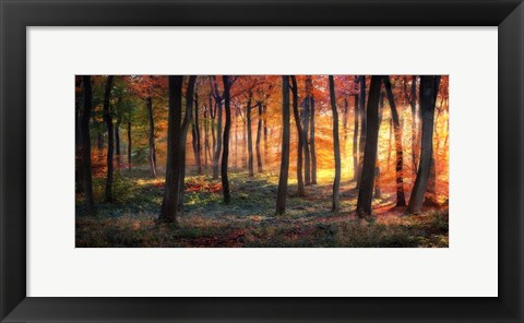 Framed Autumn Woodland Sunrise Print