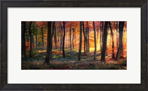 Framed Autumn Woodland Sunrise Print