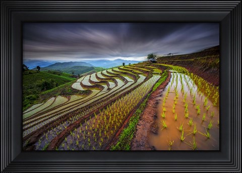 Framed Unseen Rice Field Print