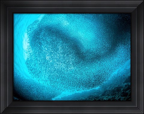 Framed Schooling Sardines Print
