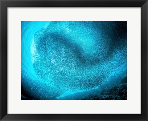 Framed Schooling Sardines Print