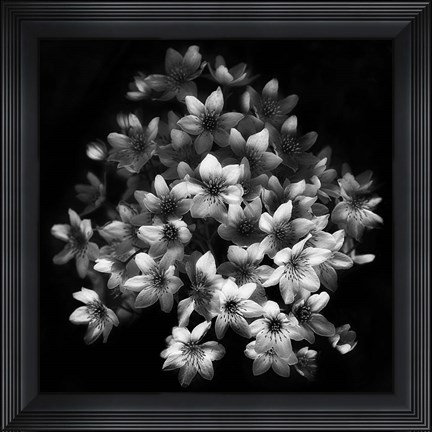 Framed Early Sensation Print