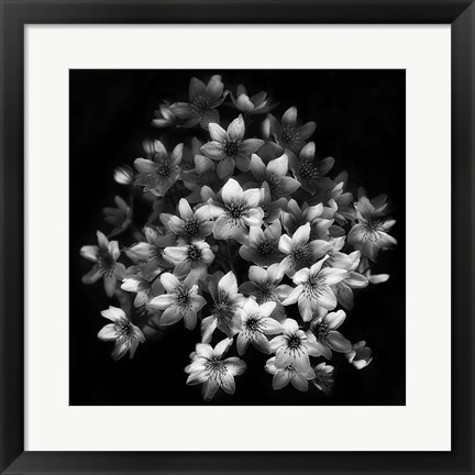 Framed Early Sensation Print