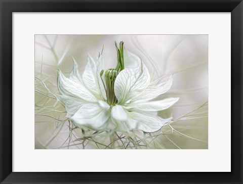 Framed Nigella Print