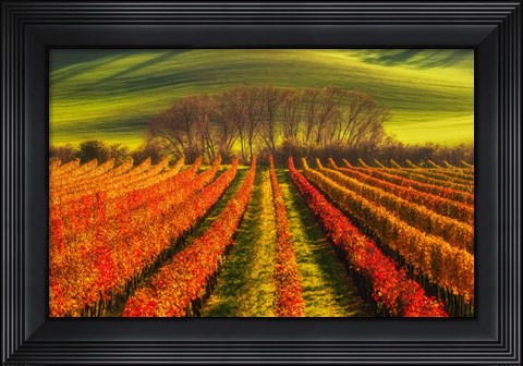 Framed Vine-Growing Print