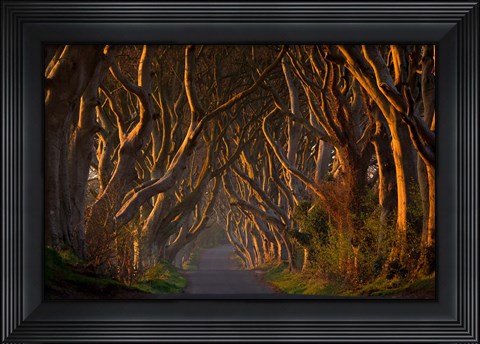 Framed Dark Hedges In the Morning Sunshine Print