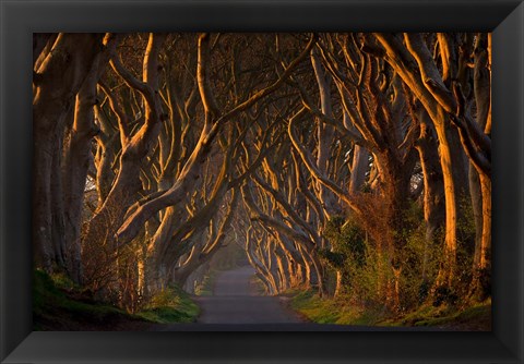 Framed Dark Hedges In the Morning Sunshine Print