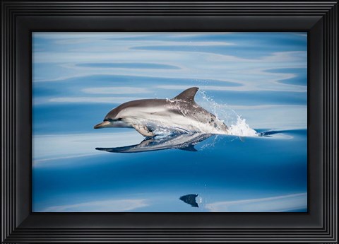 Framed Striped Dolphin Print