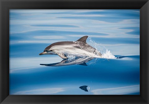 Framed Striped Dolphin Print