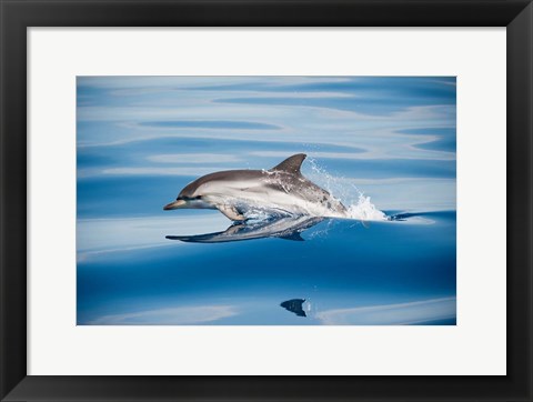 Framed Striped Dolphin Print