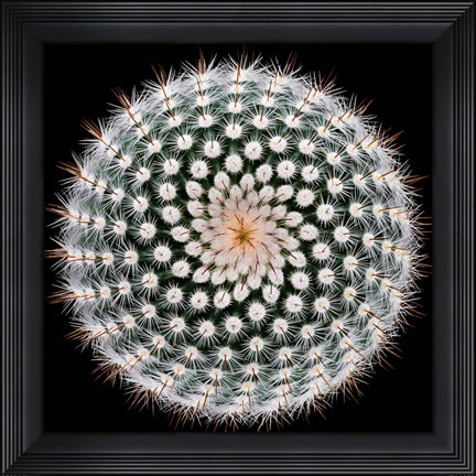 Framed Notocactus Scopa Print
