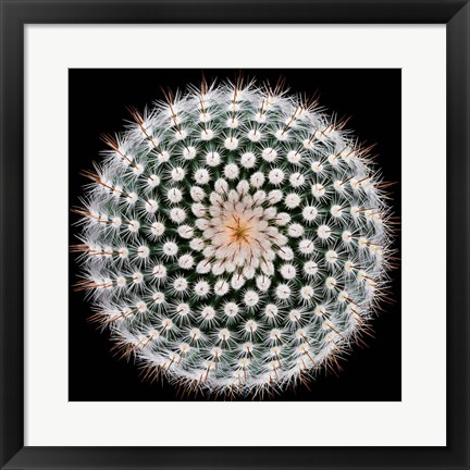 Framed Notocactus Scopa Print