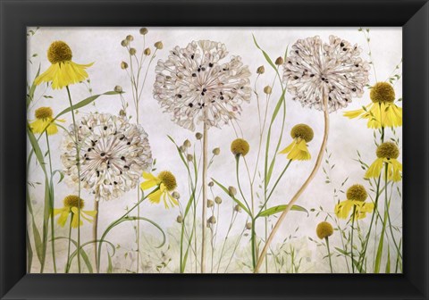 Framed Alliums and Heleniums Print