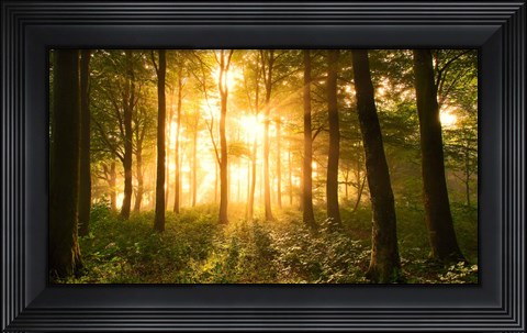 Framed Light In the Forest Print