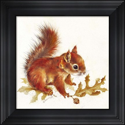 Framed Red Squirrel Print