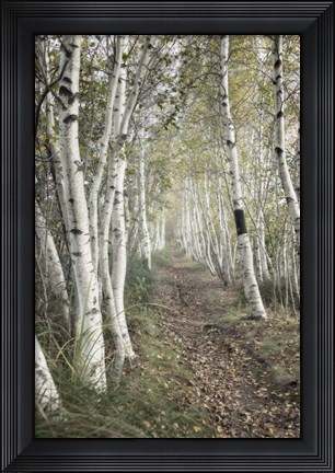 Framed Birch Trail Print