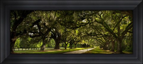Framed Southern Canopy Print