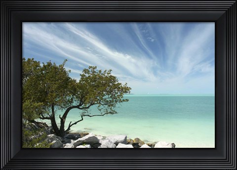 Framed Key West Tree 1 Print
