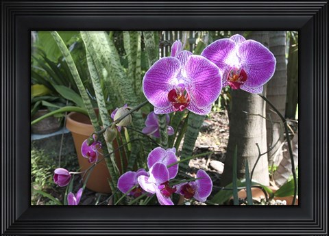 Framed Laurie&#39;s Garden Print