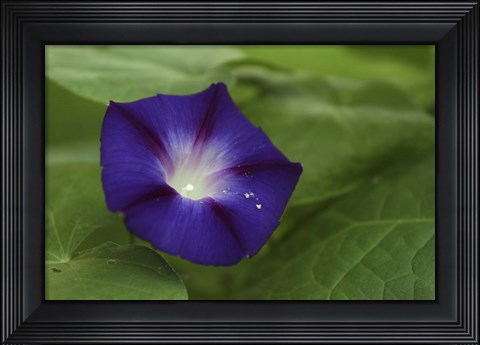 Framed Morning Glory 1 Print