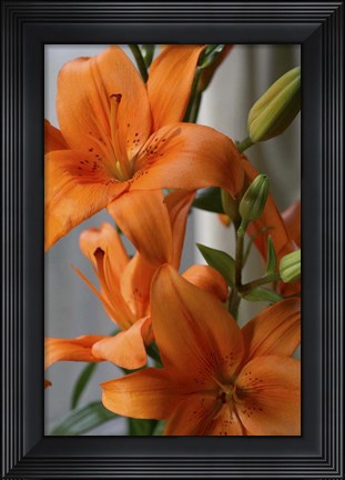 Framed Tiger Lillies Print