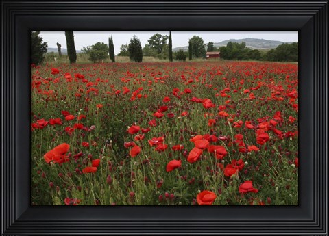 Framed Tuscan Poppies 1 Print