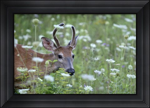Framed Young Buck Print