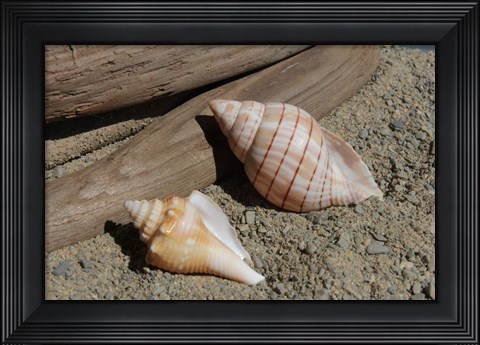Framed Two Shells Driftwood Print