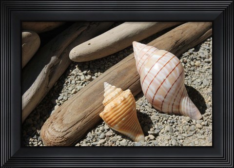 Framed Bright Two Shells Driftwood Print