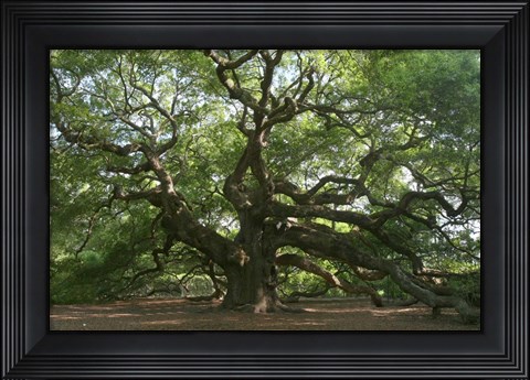 Framed Angel Oak 9098 Print