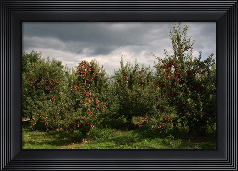 Framed Apple Orchard Dark Sky Print