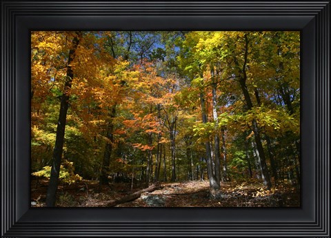 Framed Autumn Clearing Print