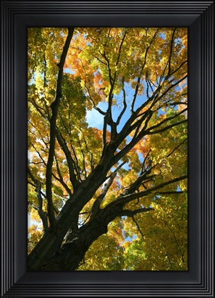 Framed Autumn Maple Vertical Print