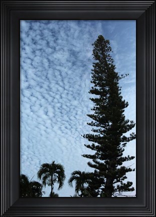 Framed Cedar Palm Sky Vertical Print