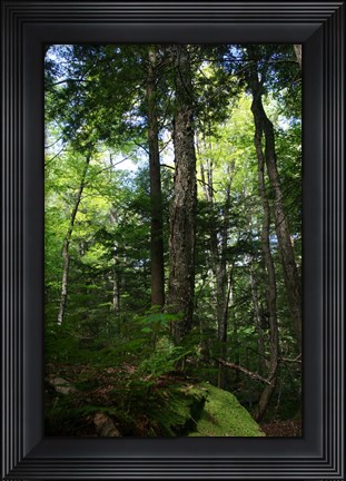 Framed Green Forest Vertical Print
