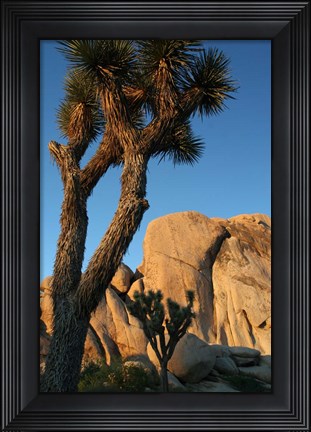 Framed Joshua Tree Vertical Print
