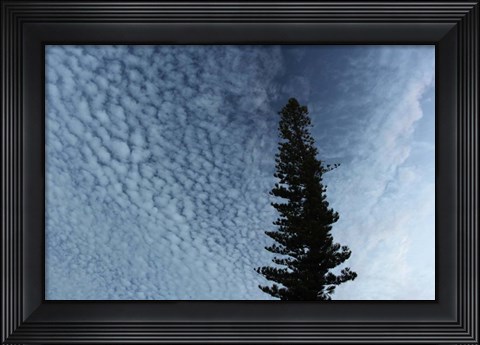 Framed Lone Cedar Sky Print