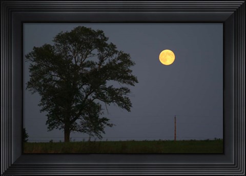 Framed Moonrise Lone Tree Print