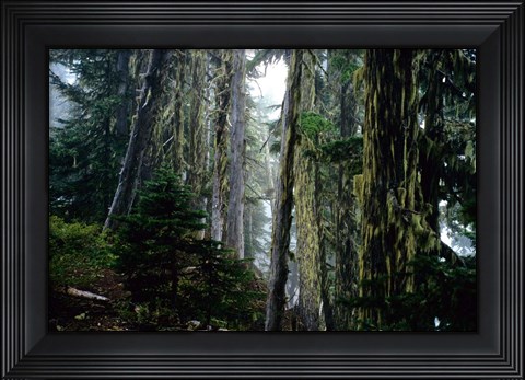 Framed Mt. Rainier Forest Print