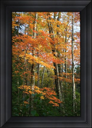 Framed Orange Yellow Fall Vertical 9840 Print
