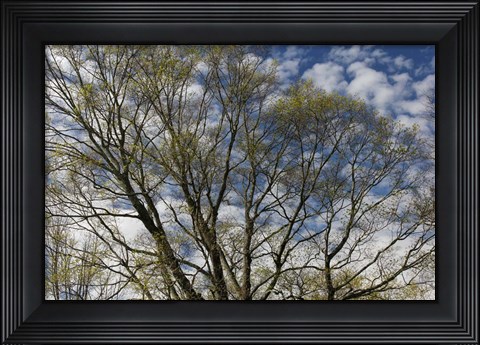 Framed Spring Branches Clouds Print